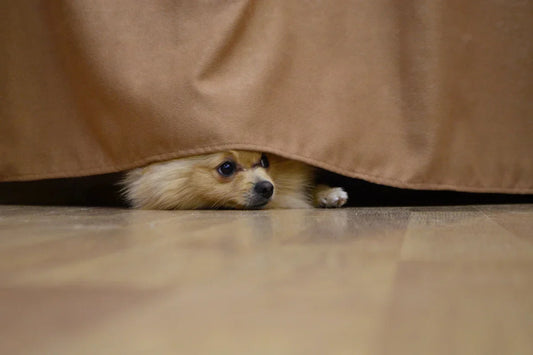 Understanding Dog Anxiety: A Practical, Compassionate Guide for UK Dog Parents