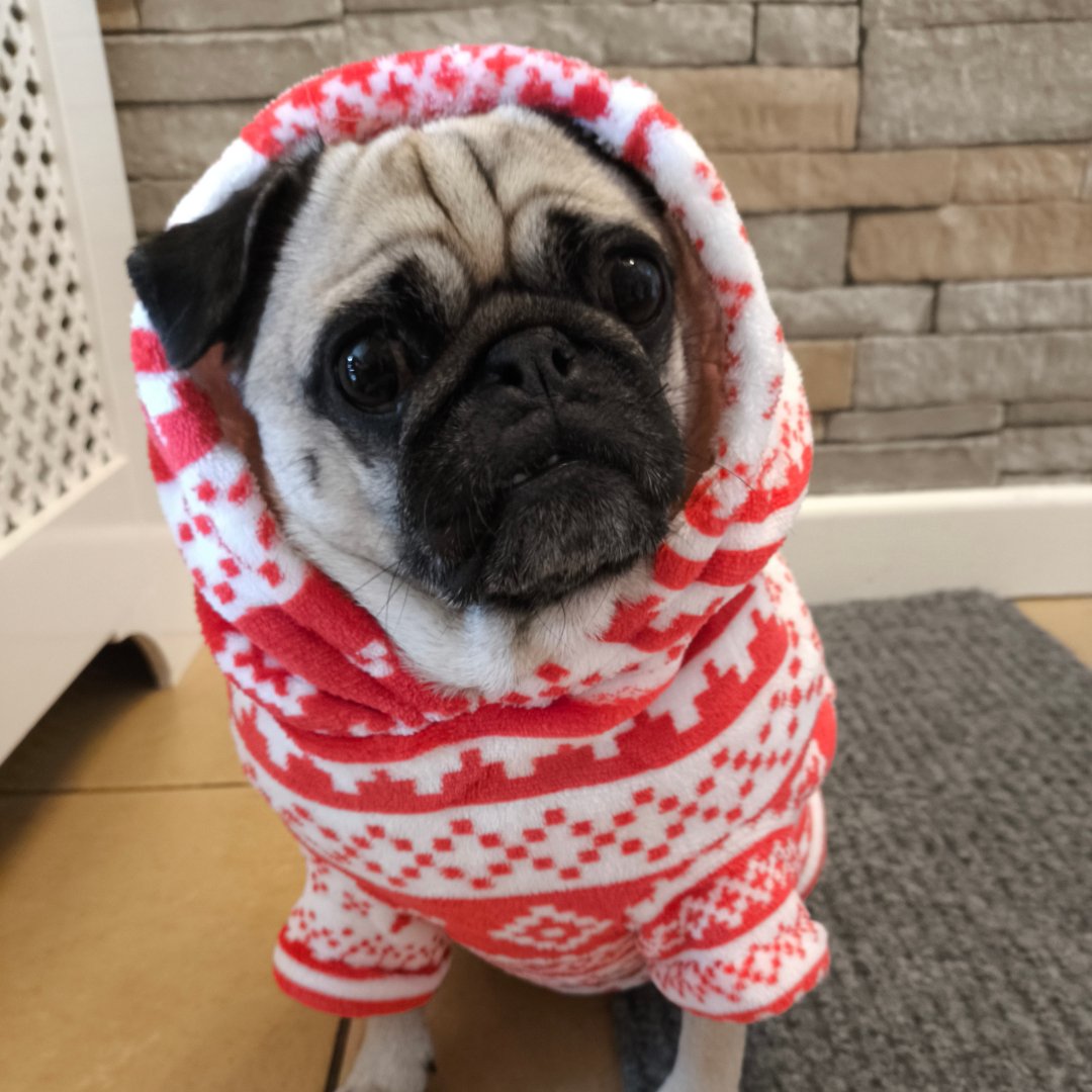 Dog & Human Snuggle Hoodies