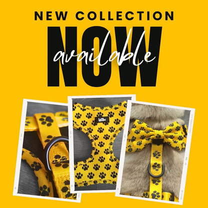 Lotibo Paw Harness Bundle (4 Piece)